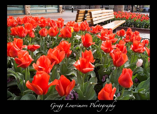 Tulips on Pearl Street, Boulder Colorado